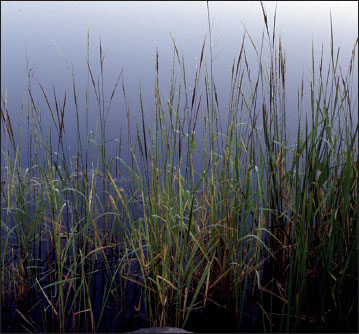 中等大小的野生稻植株。尽管圆锥花序(panicle)的分枝紧贴茎秆，但这些植株已处于成熟的最佳状态。在这张照片和其他野生稻照片中可以注意到，当谷物成熟时，植株仍然是绿色的。到叶子和茎秆变成褐色时，就已经太晚了，无法收获。