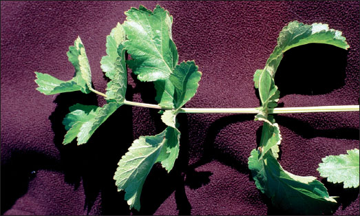 防风草小叶特写