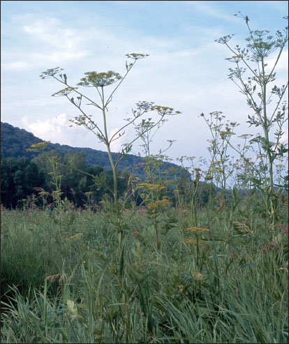成熟的防风草茎秆