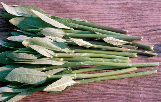 已采收的普通马利筋嫩芽，其中一些已去皮