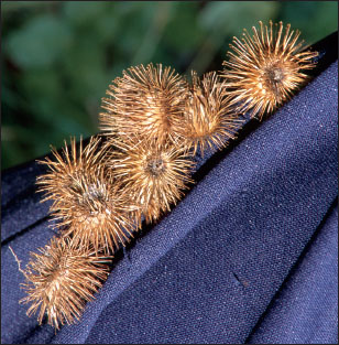 牛蒡臭名昭著的刺球